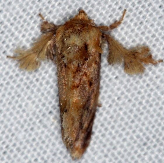 4675 Spun Glass Slug Moth Burr Oak St Pk at cabins Oh 6-27-14