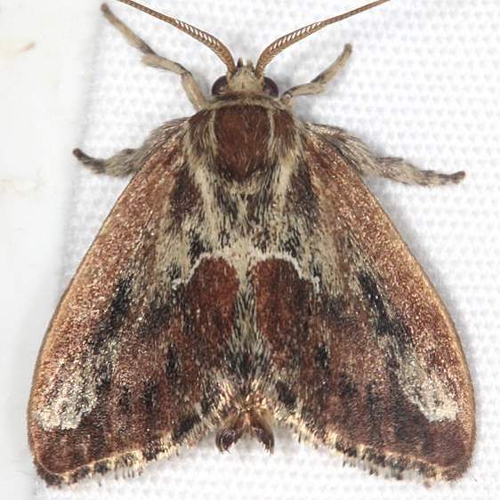 4685 Purple crested Slug Moth Cabin 14 Shawnee St Pk 7-1-20