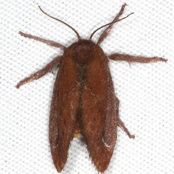 4690 Euclea obliqua Campsite 119 Falcon St Pk Texas 10-23-16 (1)_opt