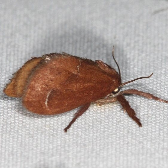 4690 Euclea obliqua Campsite 119 Falcon St Pk Texas 10-23-16_opt