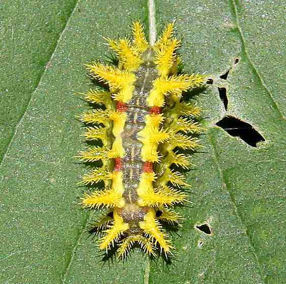 4697 Spiny Oak-slug Moth Battelle Darby Metro Dyer Run Trail 8-21-20