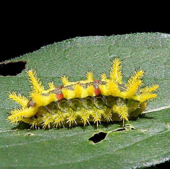 4697-Spiny-Oak-slug-Moth-Battelle-Darby-Metro-Dyer-Run-Trail-8-21-20-17_opt