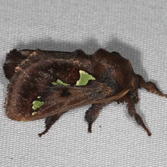 4697 Spiny Oak-slug Moth yard 6-10-16 (11a)_opt