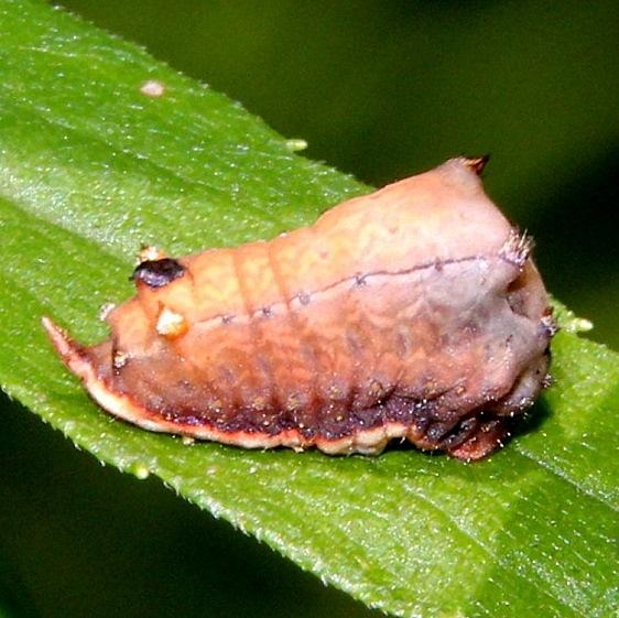 4698 Small Parasa Ramser Arboratum 8-14-15