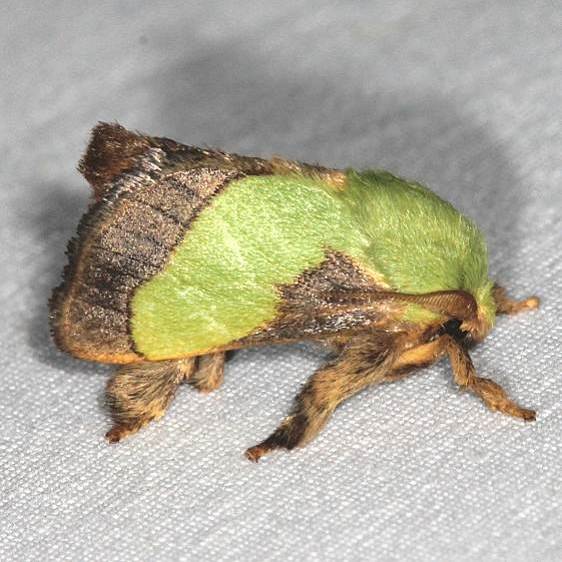 4698 Smaller Parasa Moth Cabin 14 Shawnee St Pk 7-1-20