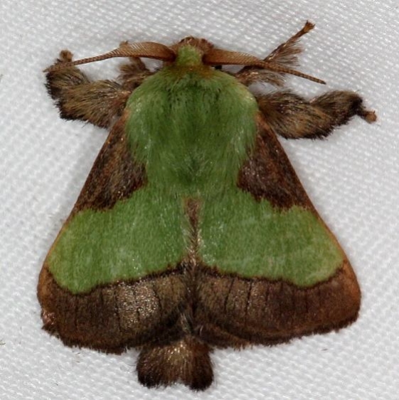 4699 Stinging Rose Caterpillar Moth Copperhead firetower Shawnee St Pk 8-6-16 (24a)_opt