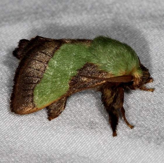 4699 Stinging Rose Caterpillar Moth Copperhead firetower Shawnee St Pk 8-6-16 (25a)_opt