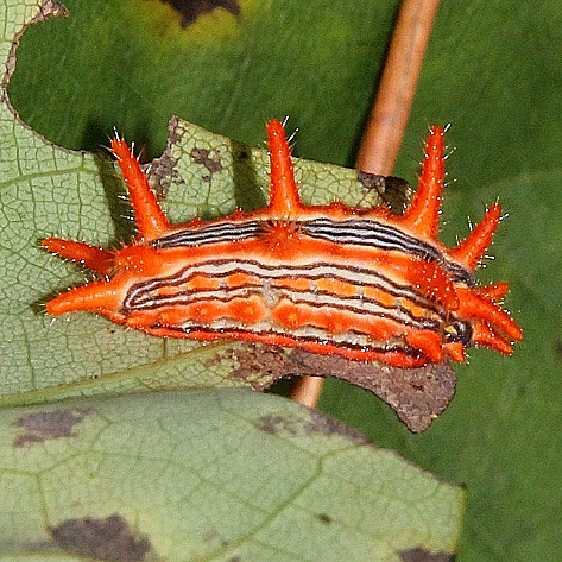 4699 Stinging Rose Caterpillar on Redbud Lynx Prairie Adams Co 8-22-19