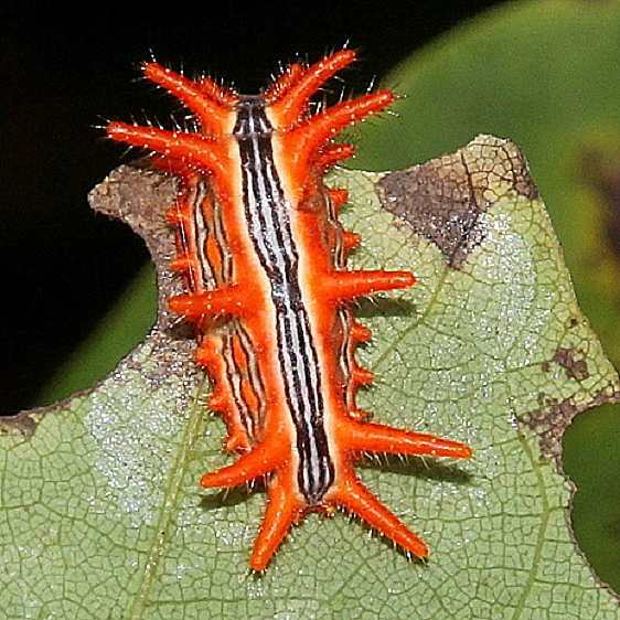 4699-Stinging-Rose-Caterpillar-on-Redbud-Lynx-Prairie-Adams-Co-8-22-19-6_opt
