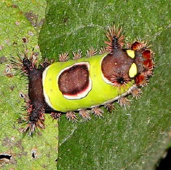 4700 Saddleback Caterpillar Black Hand Gorge Oh 9-16-15