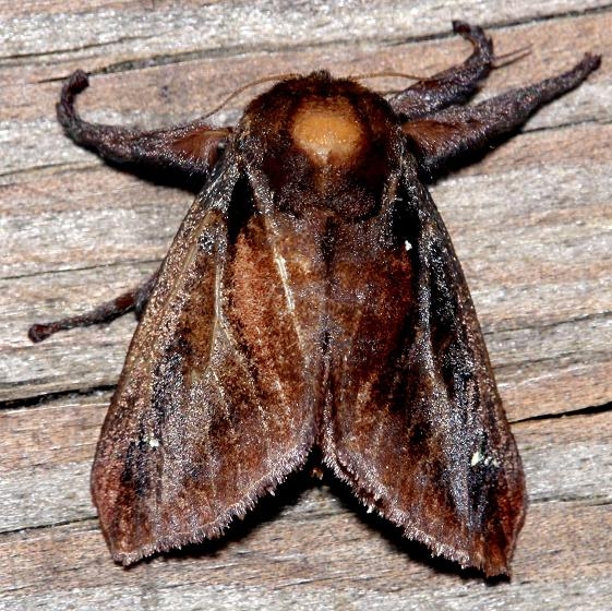 4700 Saddleback Caterpillar Moth Kissimmee Lake St Pk Fl 3-2-13