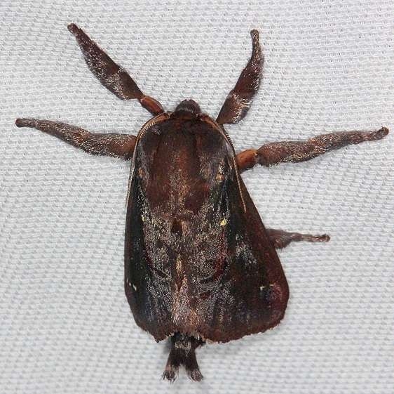 4700 Saddleback Caterpillar Moth Mahogony Hammock 2-18-14