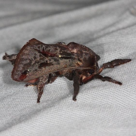 4700 Saddleback Caterpillar Moth Mahogony Hammock 2-18-14t
