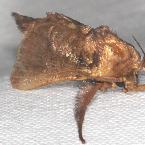 4700.1-Acharia-extensa-BG-Bear-Island-Big-Cypress-Preserve-Fl-3-18-23