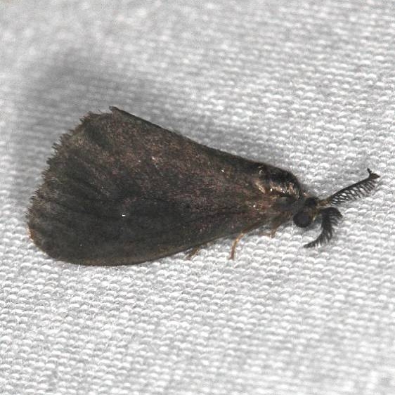 4701 Planthopper Parasite Moth Big Lagoon St Pk Fl 9-12-18 (58)_opt