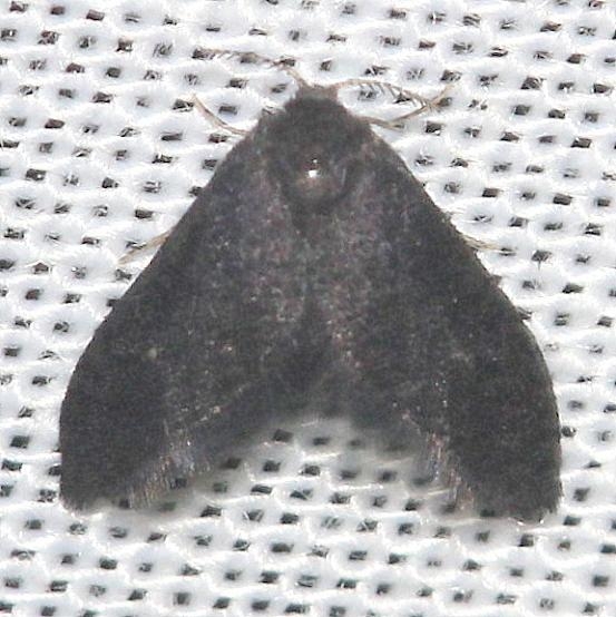 4701 Planthopper Parasite Moth yard 8-11-12