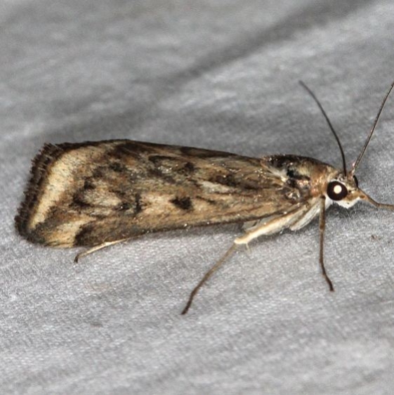 Hodge 4703-5298 Crambidae Pyralid group – Pickaway County Moths and Beyond