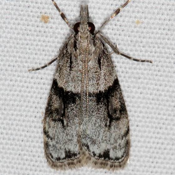 4710 Scoparia normalis Devil's Canyon Manti-La Sal Natl Forest Utaj 6-8-17 (7)_opt
