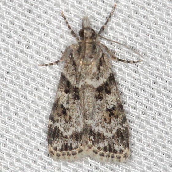 4716 Double-striped Scopara Moth yard 5-19-13
