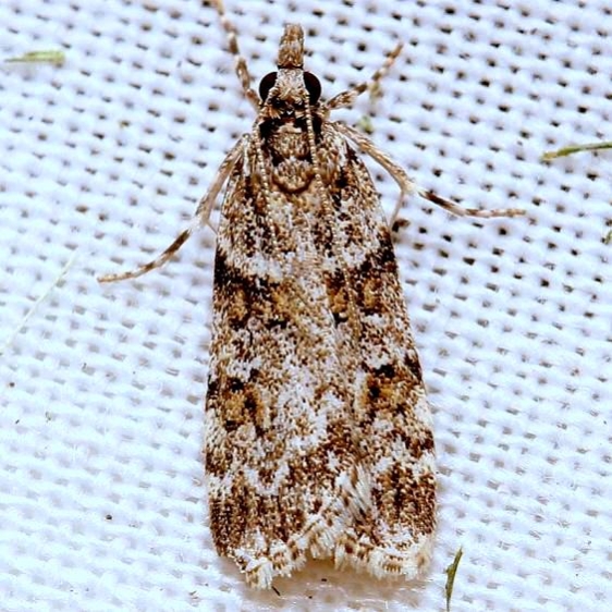 4716 Double-striped Scoparia Moth yard 6-6-12
