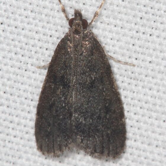 4717 Dark brown Scoparia-Cabin-210-Natural Bridge St Pk KY 5-25-22