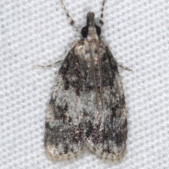 4718 Scoparia cinereomedia Burr Oak St Pk at cabins Oh 6-27-14