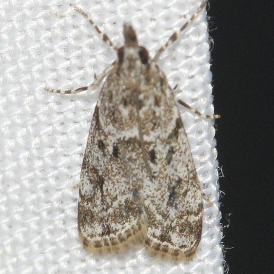 4719 Many-spotted Scoparia Leslie's House Tenn 8-25-12
