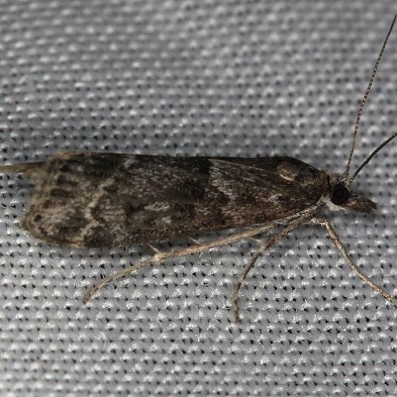 4720.97 Unidentified Scoparia Moth Thunder Lake UP Mich 6-22-13
