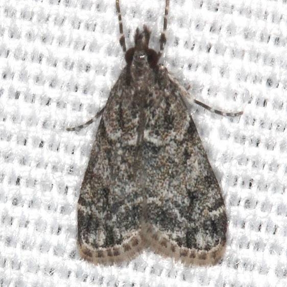 4722 Eudonia rectilinea King's Mtn St Pk SC 10-2-18 (14)_opt