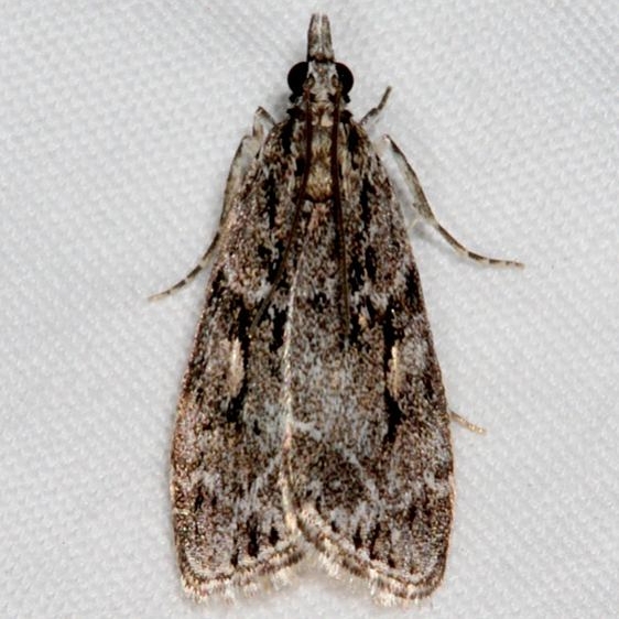 4723 Eudonia commortalis White House campground Grand Staircase Escalnte Utah 5-25-17 (45)_opt