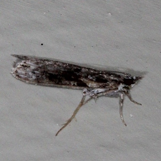 4730 Eudonia spenceri Moth Cherry Tree Inn Victoria BC 8-15-14