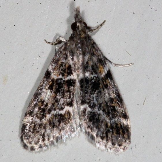 4735 Eudonia Echo Moth Cherry Tree Inn Victoria BC 8-16-14
