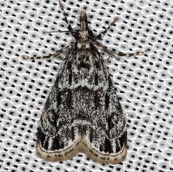 4738 Striped Eudonia Moth E strigalis Rodman Campground Fl 3-21-14