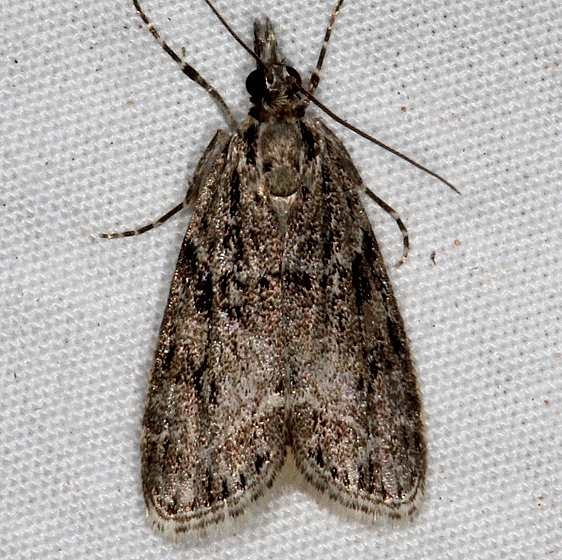 4739 Eudonia heterosalis White House campground Grand Staircase Escalnte Utah 5-25-17 (35)_opt
