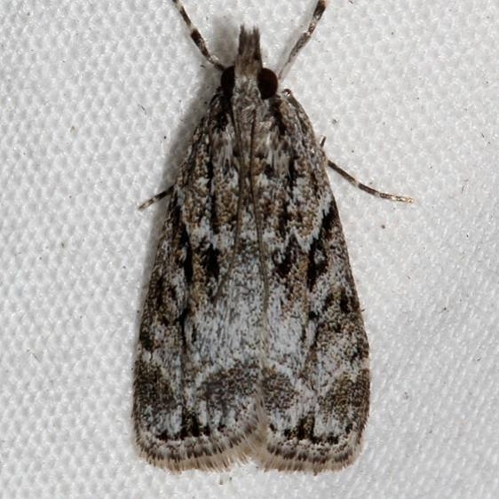4739.97 Unidentified Eudonia BG Mueller St Pk Colorado 6-18-17