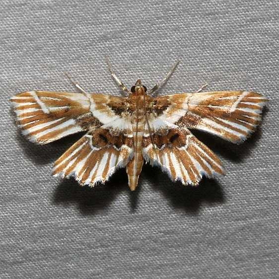 4740 Undulambia striatalis Ocean Pond Osceolo Natl Frst 3-25-15