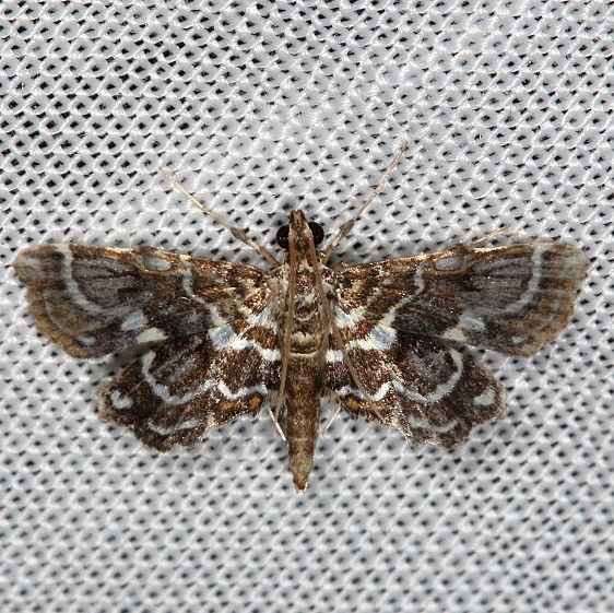 4741 Undulambia polystichalis Collier Seminole St Pk 3-1-14