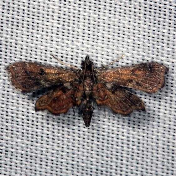 4741 Undulambia polystichalis Lucky Hammock Everglades 2-22-14