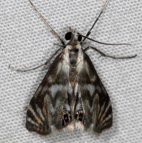 4743 Scrollwork Pyralid Moth Lake Kissimmee St Pk Fl 3-1-17_opt