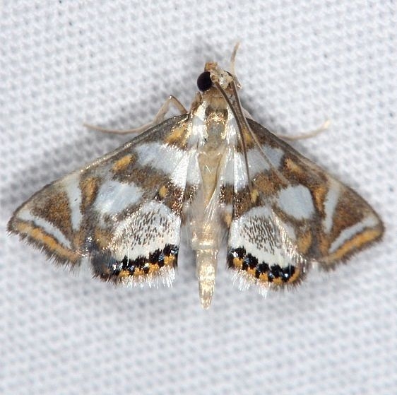 4744 Bold Medicine Moth Burr Oak St Pk at cabins Oh 6-27-14