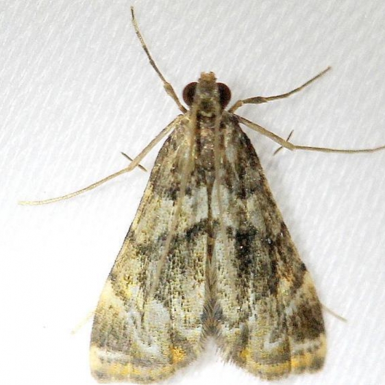 4744 Bold Medicine Moth Everglades Natl Pk Nike Missle Rd 3-5-13