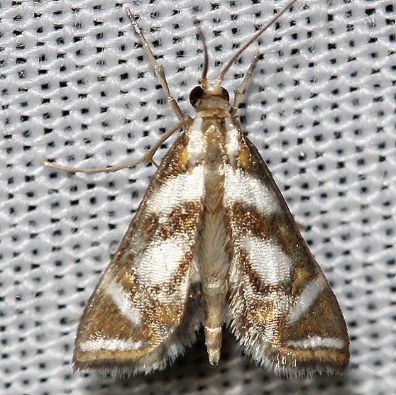 4744 Bold Medicine Moth yard 6-14-12