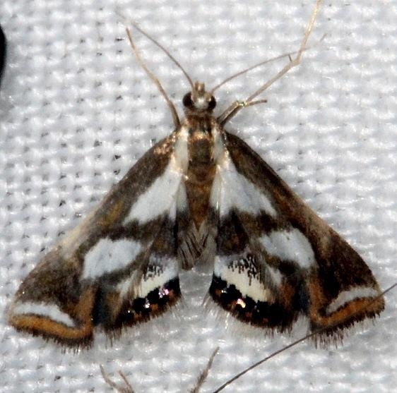 4746 Chrysendeton imitabilis Pine Glade Lake Everglades 2-21-14
