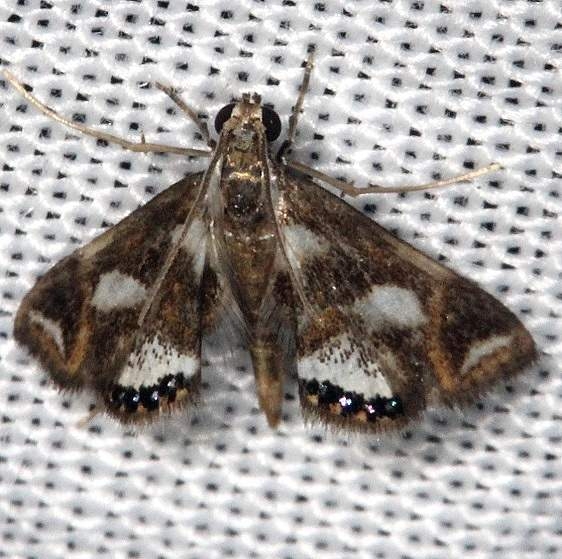 4746 Chrysendeton imitabilis Pine Glade Lake Everglades 2-21-14