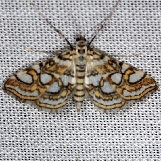 4747 Nymphula Moth Thunder Lake Mich UP 6-25-13