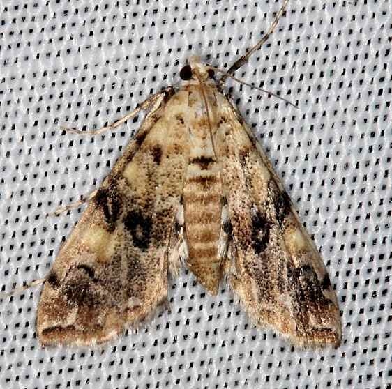 4749 Elophila faulalis Lucky Hammock Everglades 2-22-14