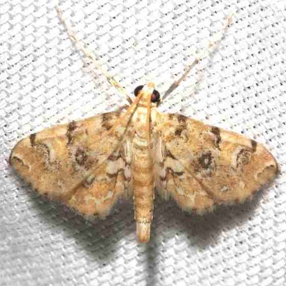 4749 Elophila faulalis Mahogany Hammock Everglades Natl Pk 3-10-13