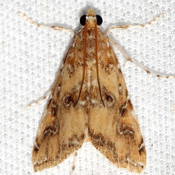 4751 Waterlily Borer Moth Lake Kissimmee St Pk Fl 2-26-13