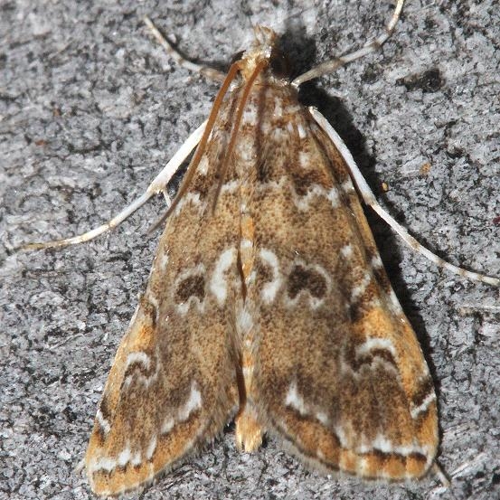 4751 Waterlily Borer Moth Mahogany Hammock Everglades Natl Pk 3-10-13