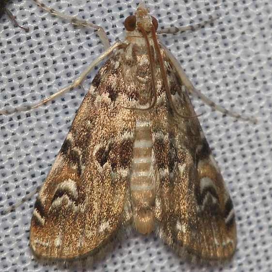 4751 Waterlily Borer Moth yard 9-2-12_opt
